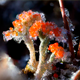 Frozen Devil's Matchsticks