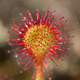 Sundew Goddess