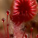 Sundew Capture