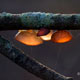 Amber Jelly Fungus