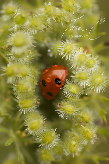 Ladybird in Drizzle