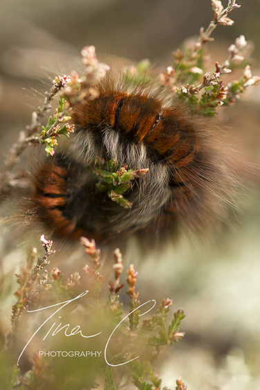Huddled Foxmoth Caterpillar