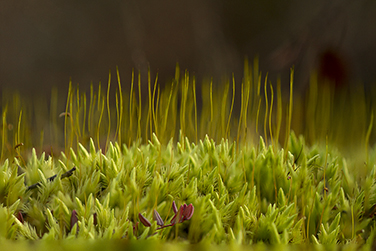 Sprouting Mosses