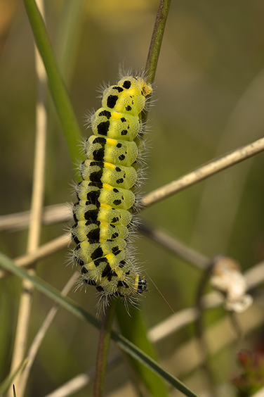 Burnet Caterpillar