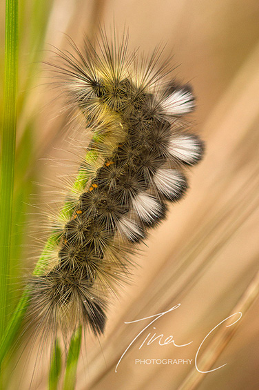 Dark Tussock Moth Caterpillar