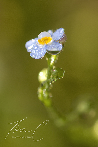 Water Forget Me Not