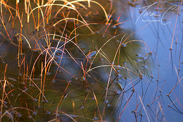 Winter Sunlit Grasses