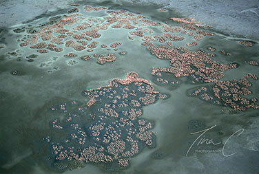 Aerial Flamingo Nesting Site